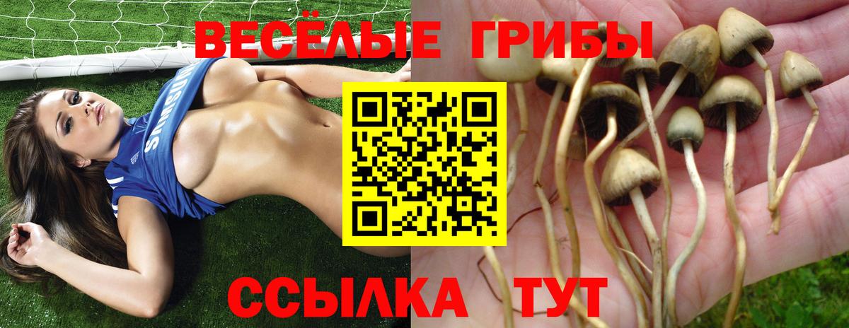 Псилоцибиновые грибы Psilocybe Малгобек